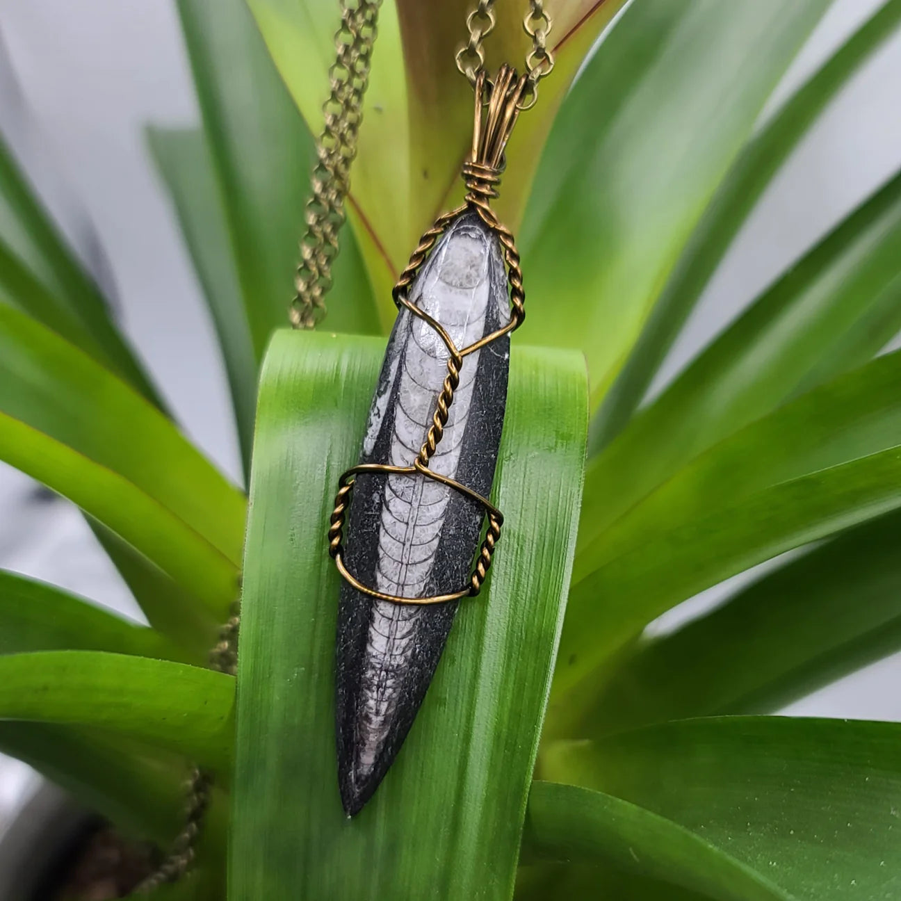 Orthoceras Fossil Necklace Pendant